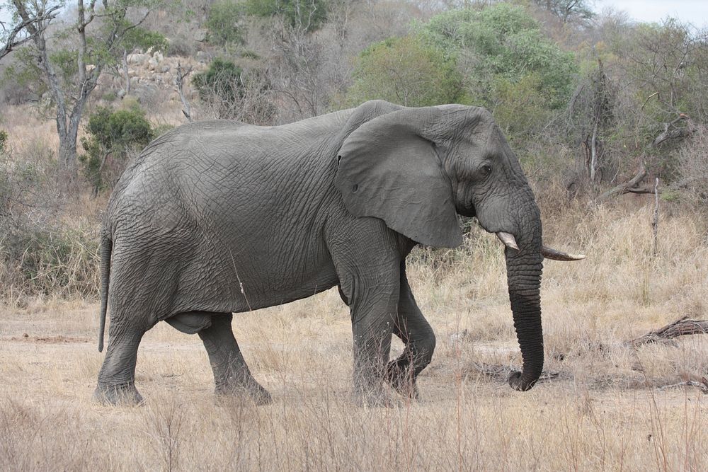 Free African elephant image, public domain wild animal CC0 photo.