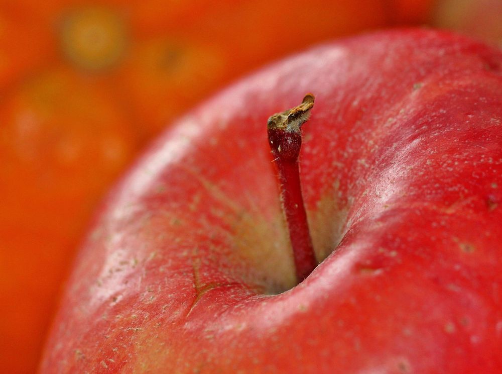 Free red apple image, public domain fruit CC0 photo.