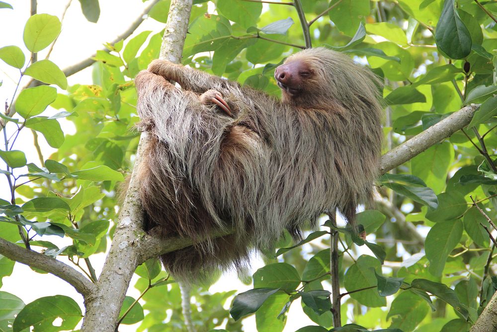 Free sloth hanging from tree photo, public domain animal CC0 image.