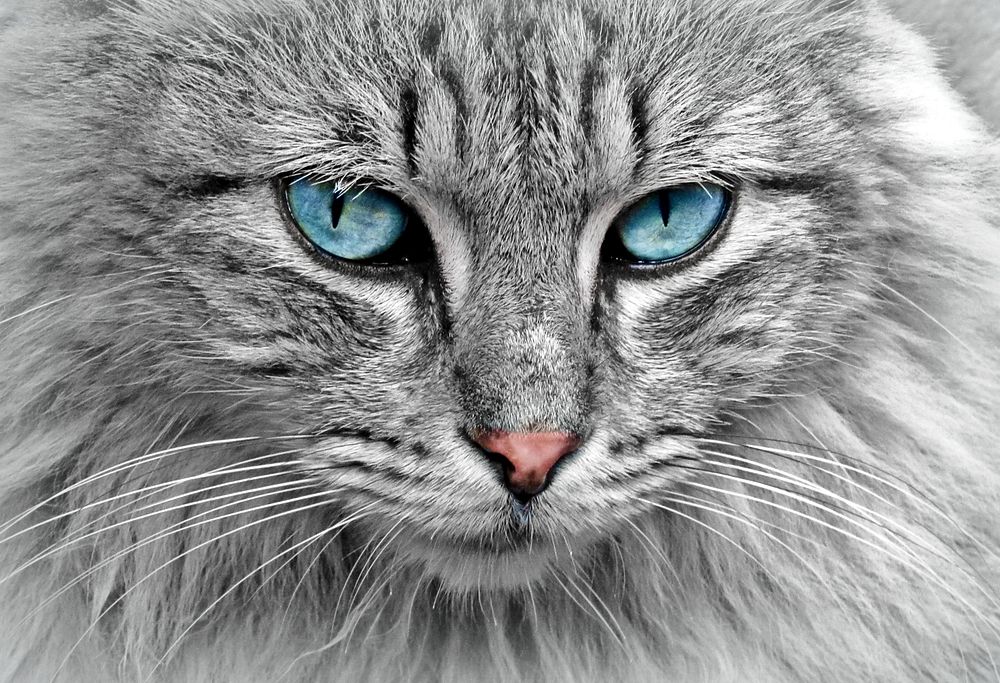 Free maine coon cat closeup image, public domain CC0 photo.