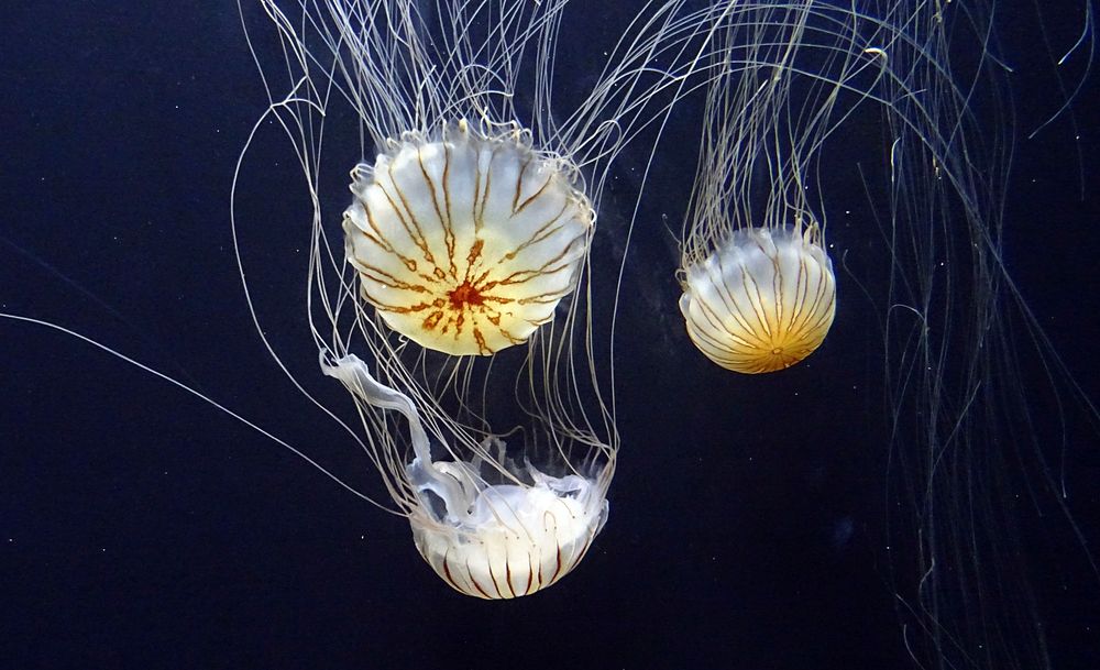 Free jelly fishes image, public domain animal CC0 photo.
