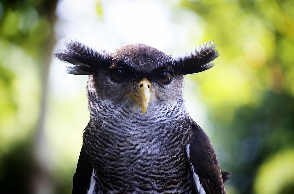 Free great horned owl portrait photo, public domain animal CC0 image.