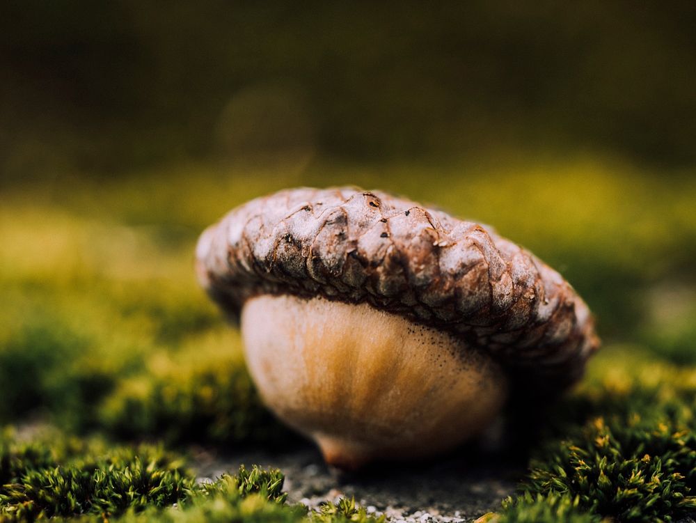 Free closeup on acorn photo, public domain food CC0 image.
