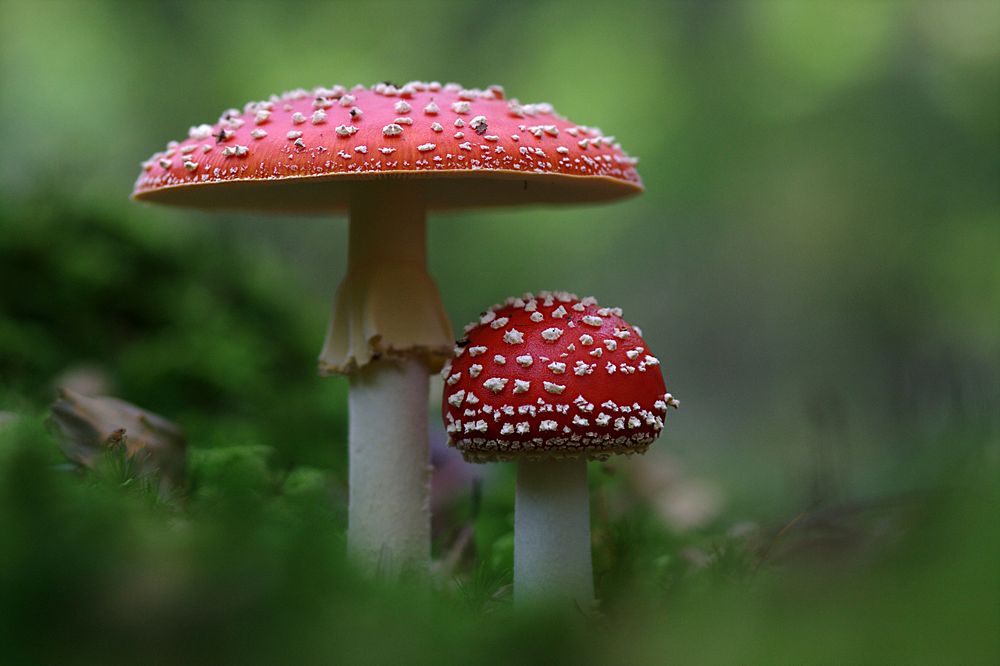 Free toadstool mushroom, fly agaric photo, public domain plant CC0 image.