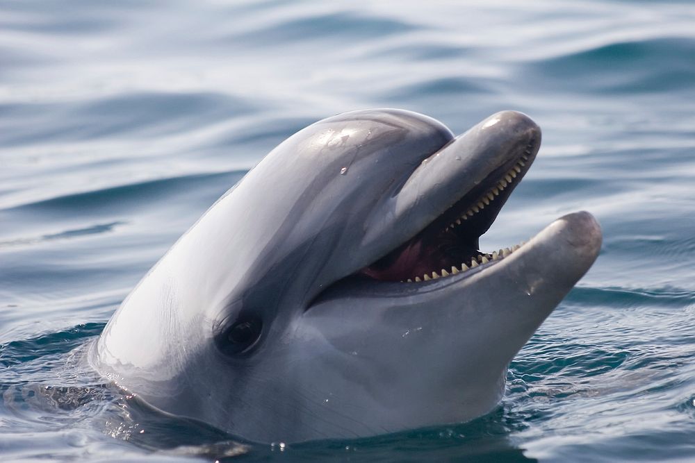 Free Dolphin image, public domain animal CC0 photo.