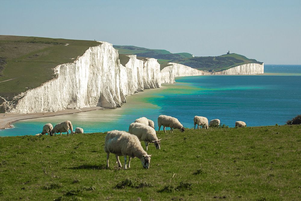 Free sheep herd image, public domain animal CC0 photo.