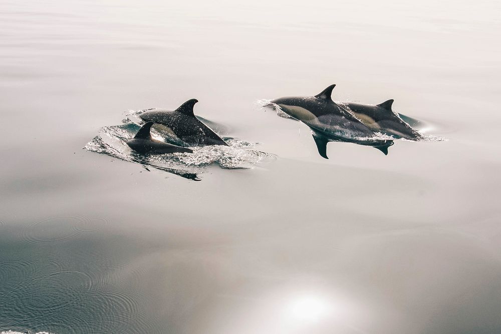 Free dolphin swimming portrait photo, public domain animal CC0 image.