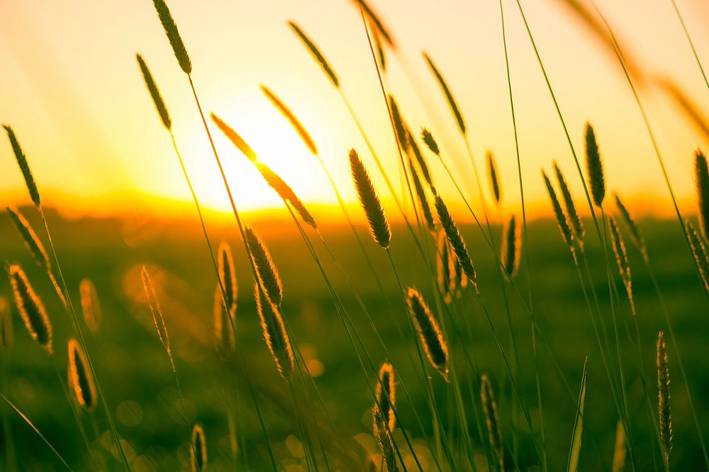 Free grass and sunlight image, public domain countryside CC0 photo.