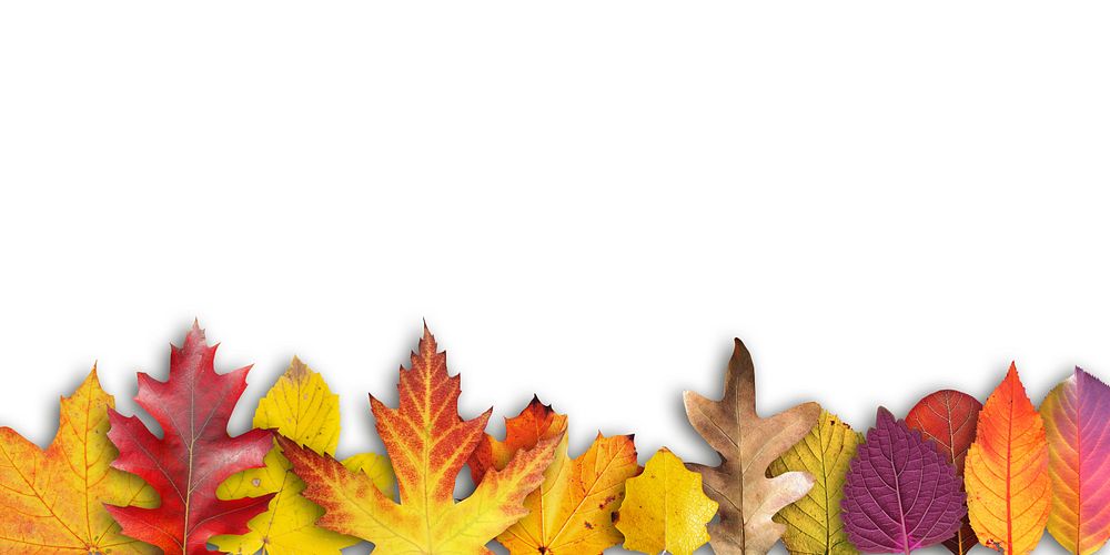 Free autumn leaves image, public domain nature background CC0 photo.