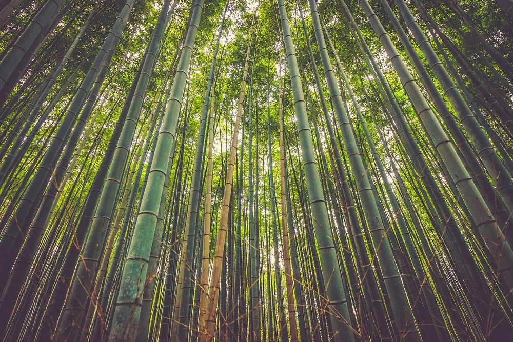 Free towering bamboos image, public domain nature CC0 photo.