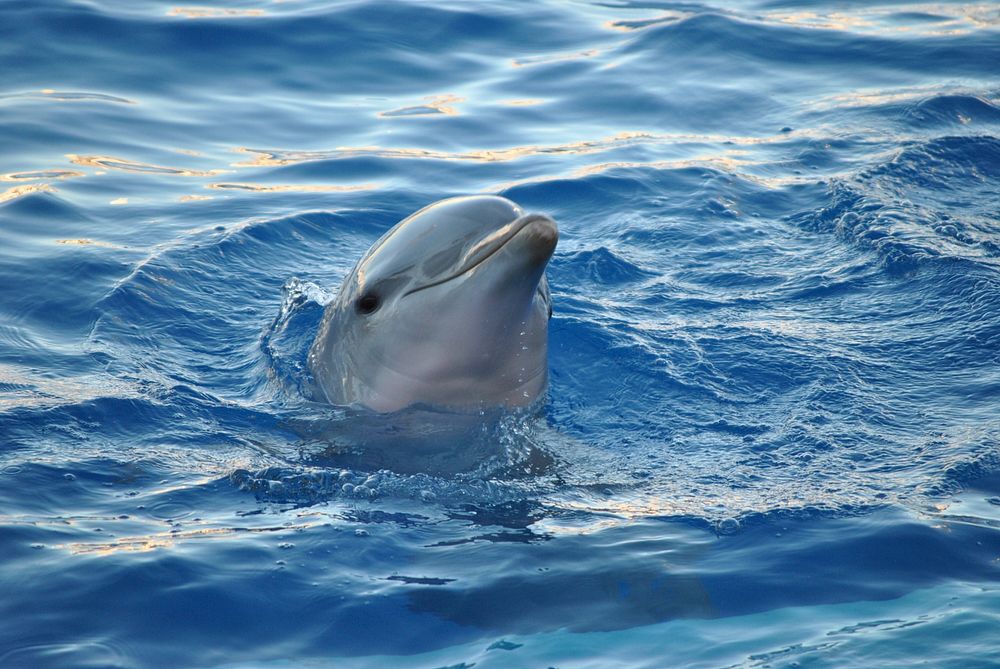 Free dolphin surfacing image, public domain sea animal CC0 photo.