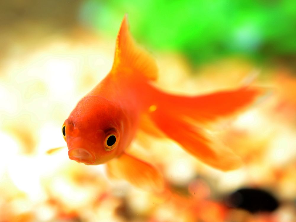 Free goldfish image, public domain animal CC0 photo.