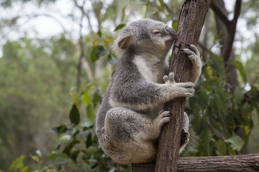 Free koala climbing tree image, public domain CC0 photo.