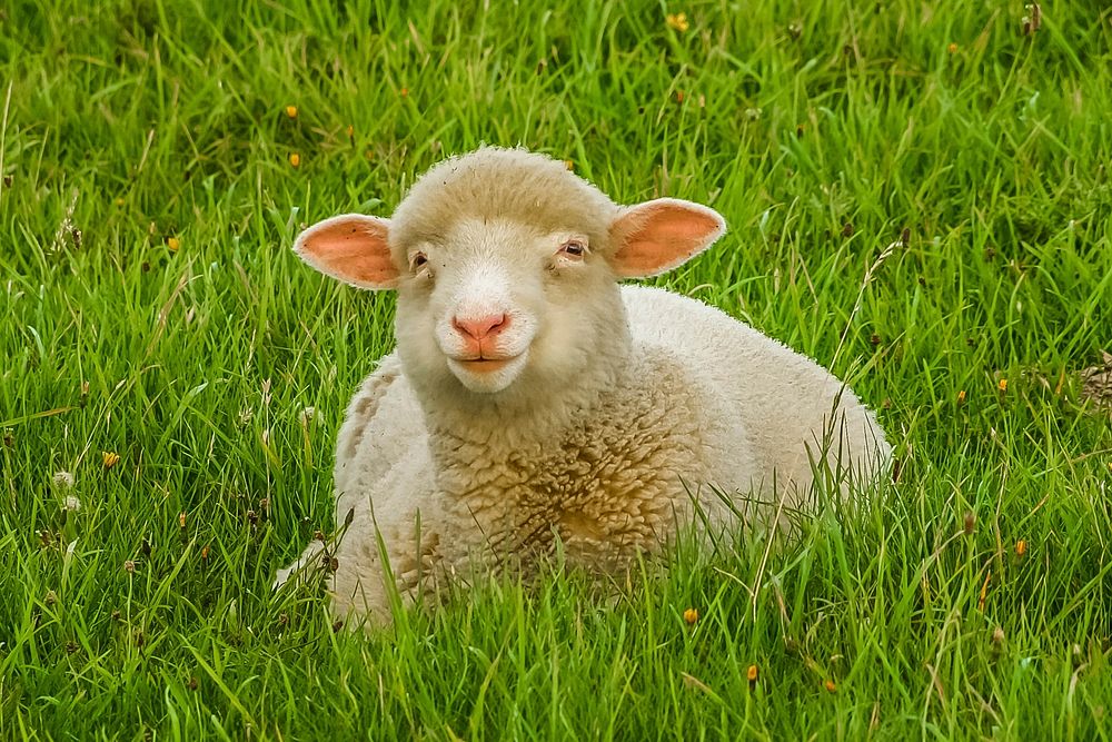 Free sheep lying on grass field image, public domain animal CC0 photo.
