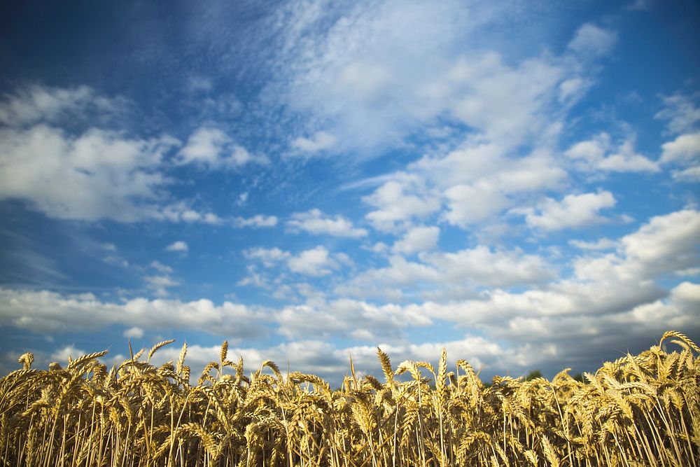 Free autumn wheat background public domain CC0 photo.