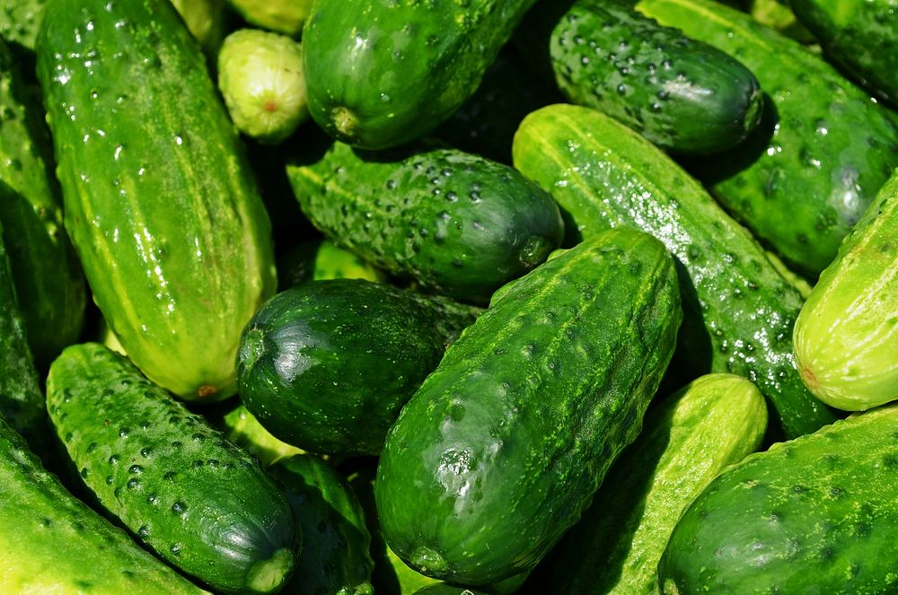 Free pile of chinese cucumber photo, public domain vegetables CC0 image.