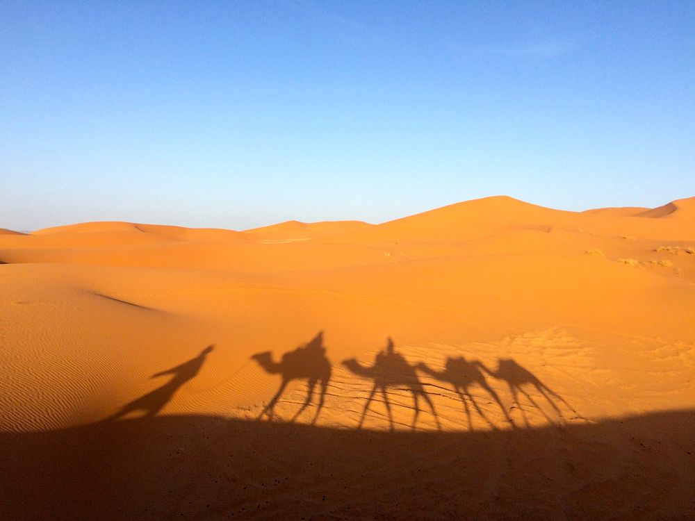 Free camel shadow in desert photo, public domain animal CC0 image.