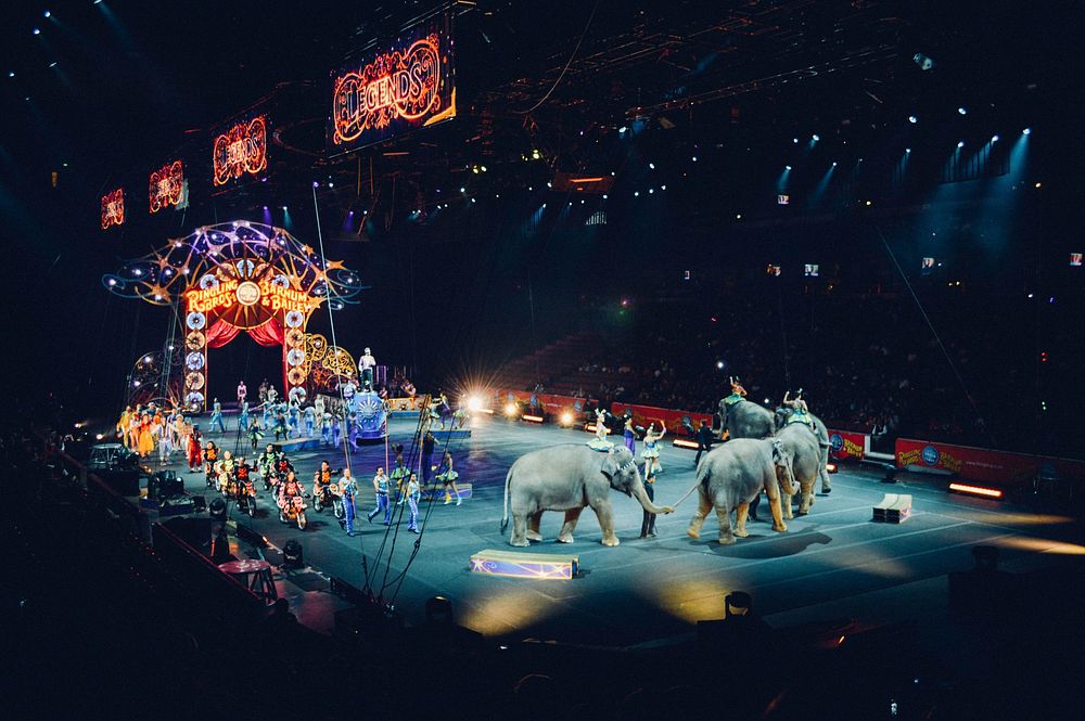 Free animal circus image, public domain entertainment CC0 photo.