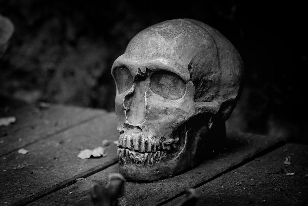 Free human skull photo, public domain skeleton CC0 image.