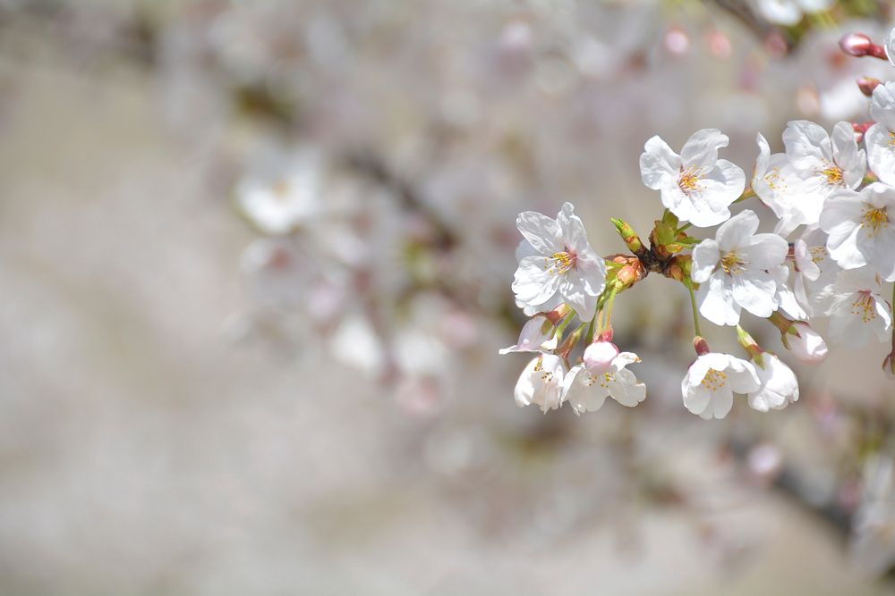 Free white cherry blossom image, public domain flower CC0 photo.