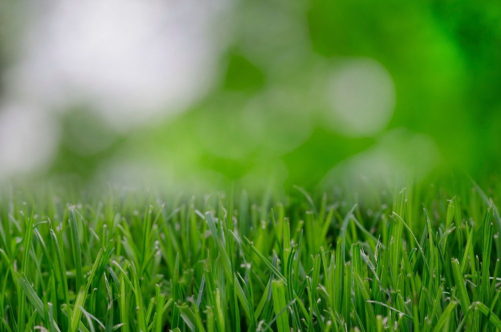  Free green grass image, public domain plant CC0 photo.