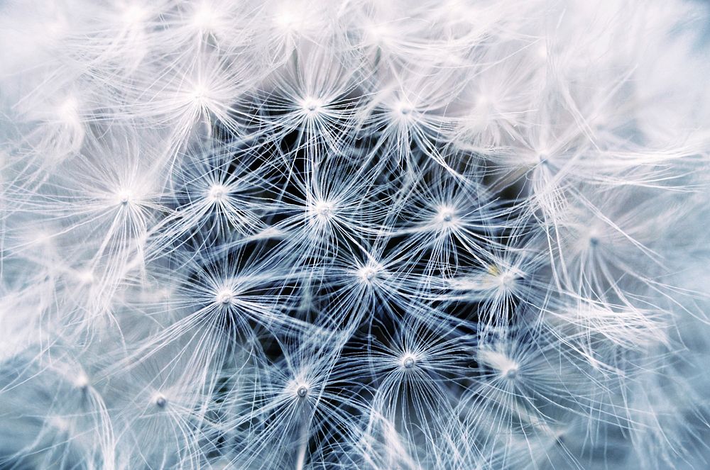 Free dandelion image, public domain flower CC0 photo.