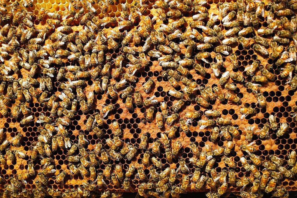 Free group of bee on beehive image, public domain animal CC0 photo.