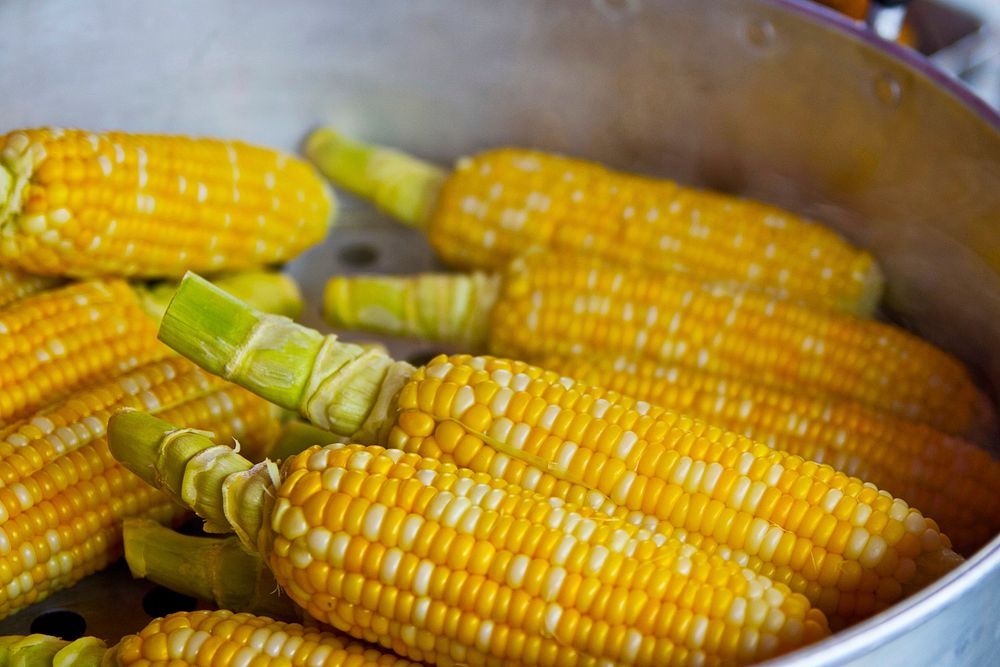 Free fresh corn cob in the pot