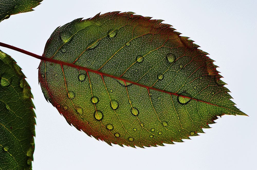 Free gren leaf macro image, public domain nature CC0 photo.