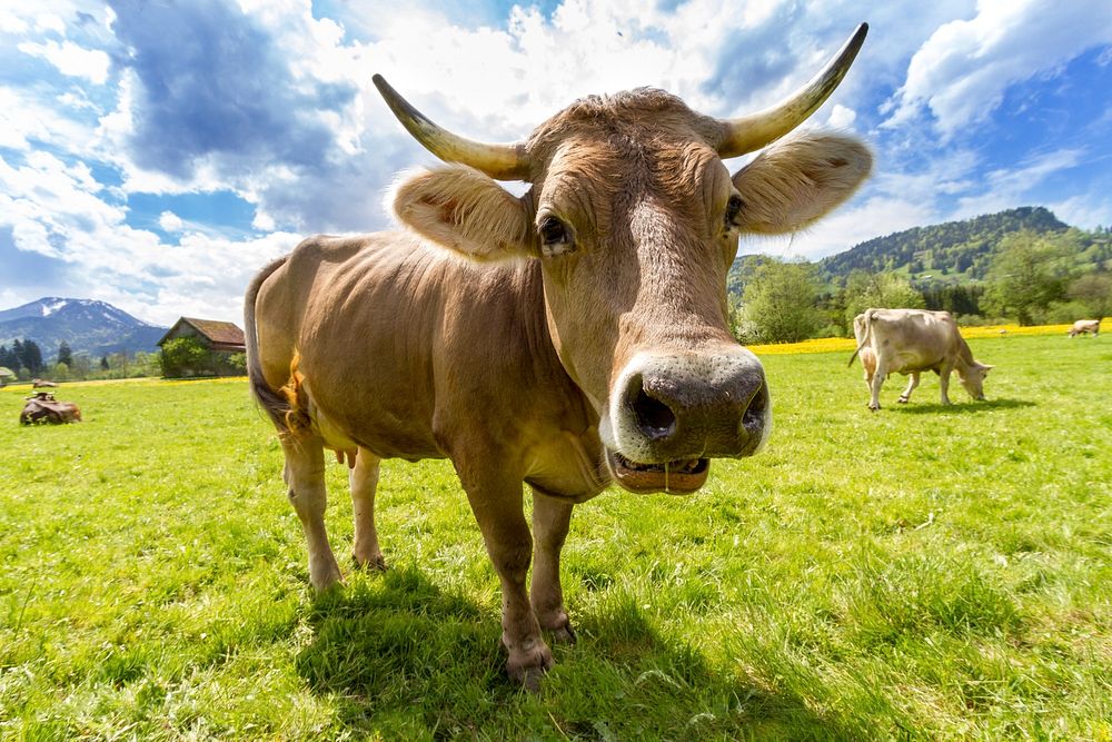 Free cow standing on grass field image, public domain animal CC0 photo.