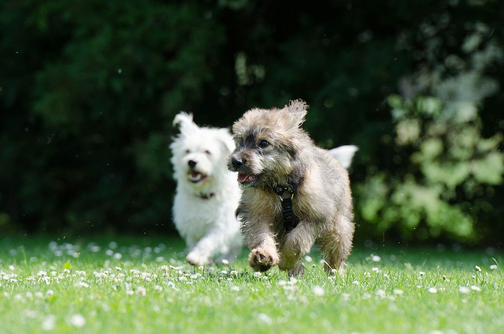 Free cute dogs running image, public domain dog CC0 photo.