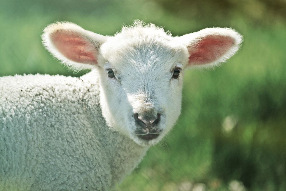 Free sheep image, public domain animal CC0 photo.