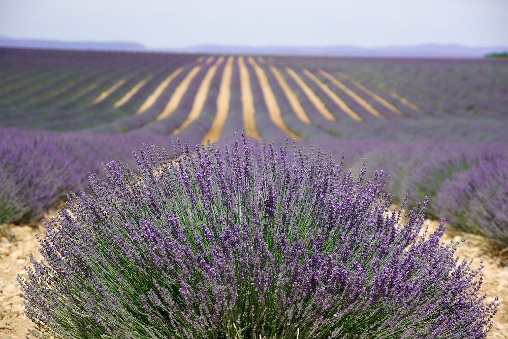 Free lavender image, public domain flower CC0 photo.