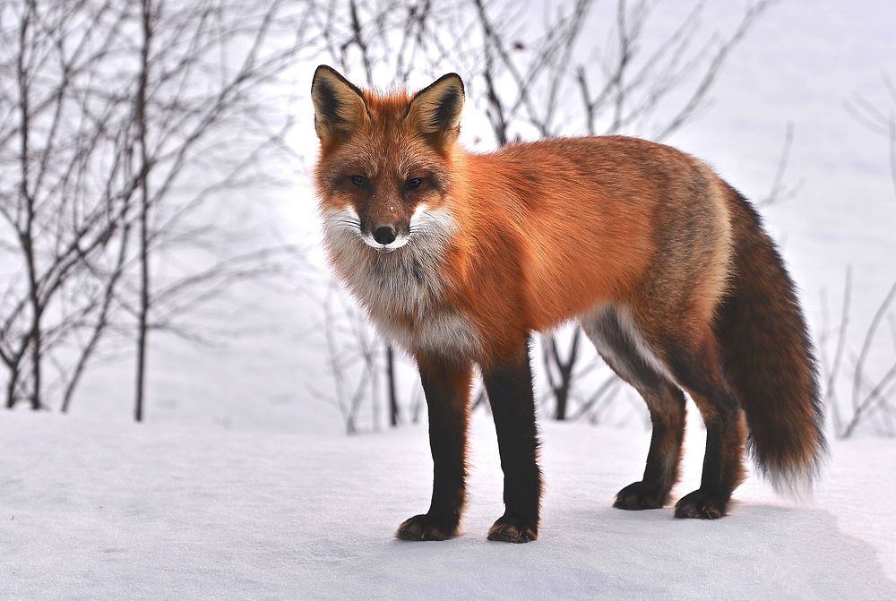 Free fox in snow image, public domain animal CC0 photo.