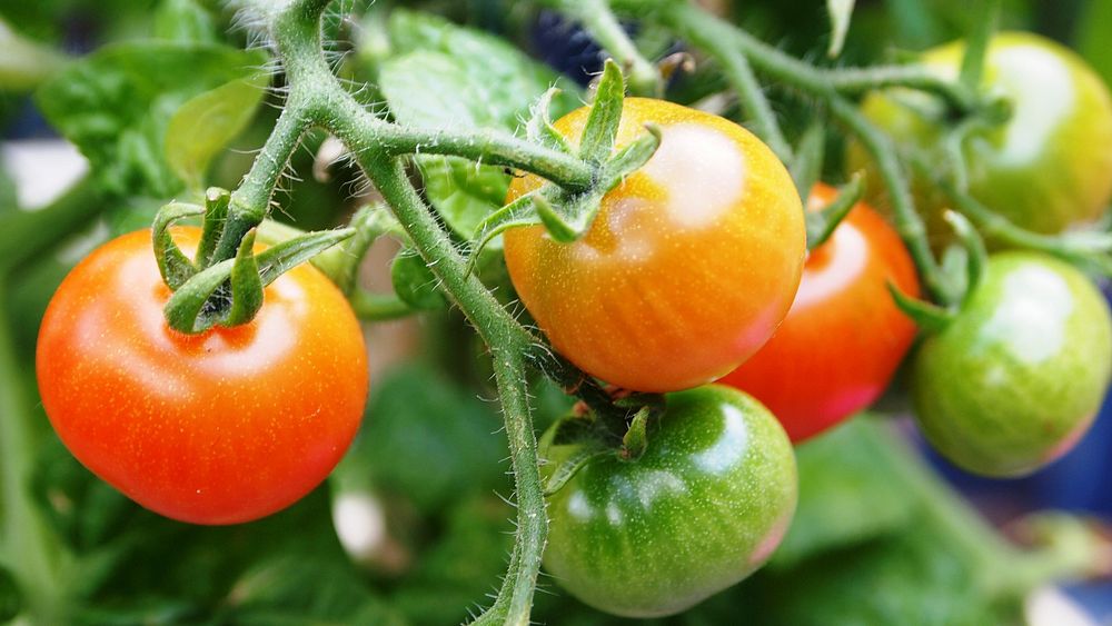 Free closeup on fresh tomato plant image, public domain CC0 photo.