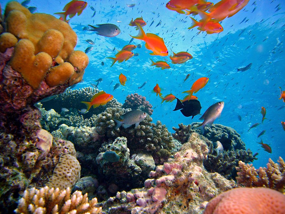 Free colorful reefs and fish image, public domain animal CC0 photo.