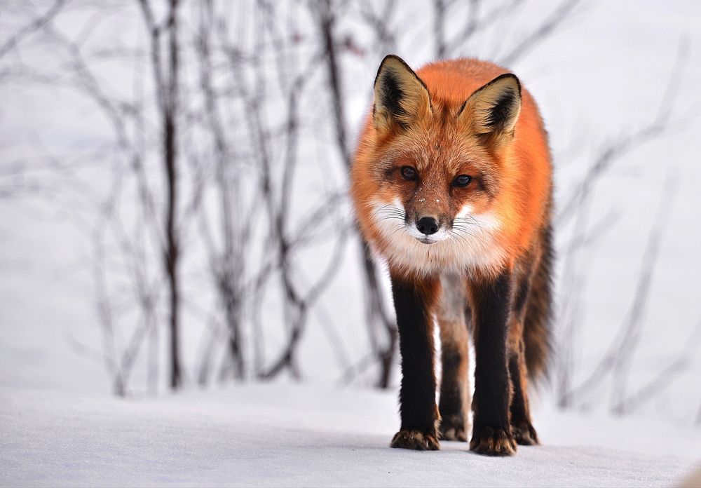 Free red fox in winter portrait photo, public domain animal CC0 image.