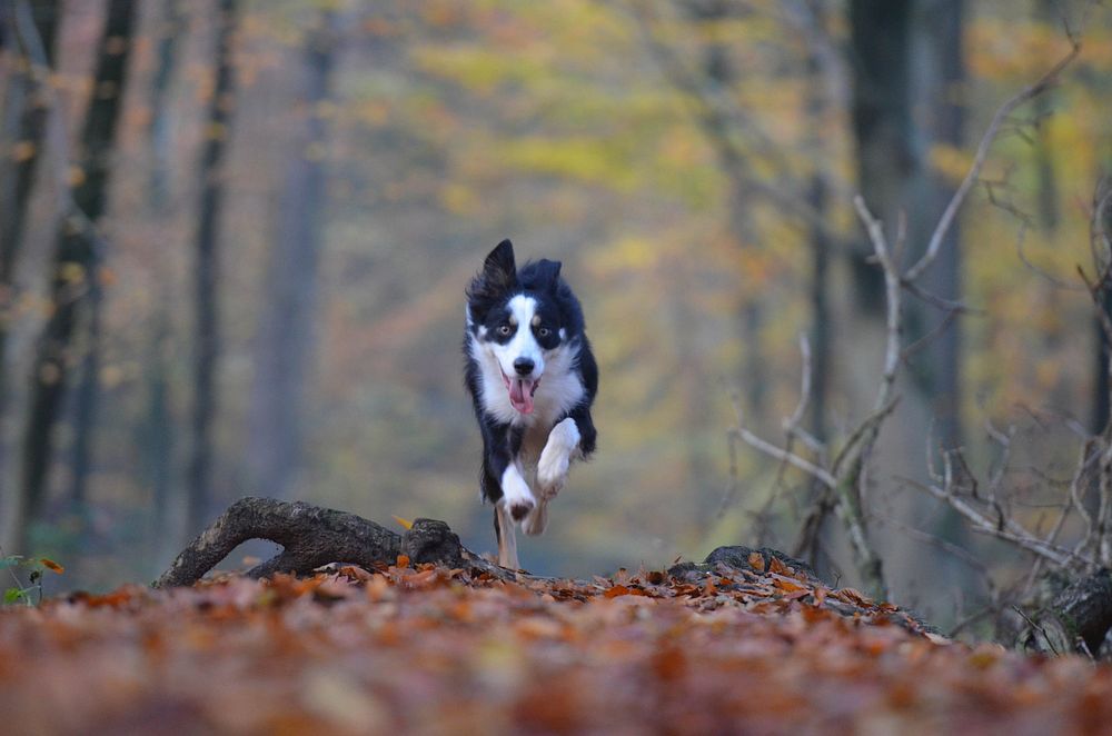 Free border collie running, nature background portrait photo, public domain animal CC0 image.