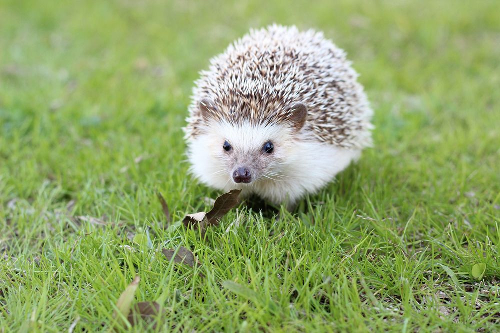 Free hedgehog image, public domain animal CC0 photo.