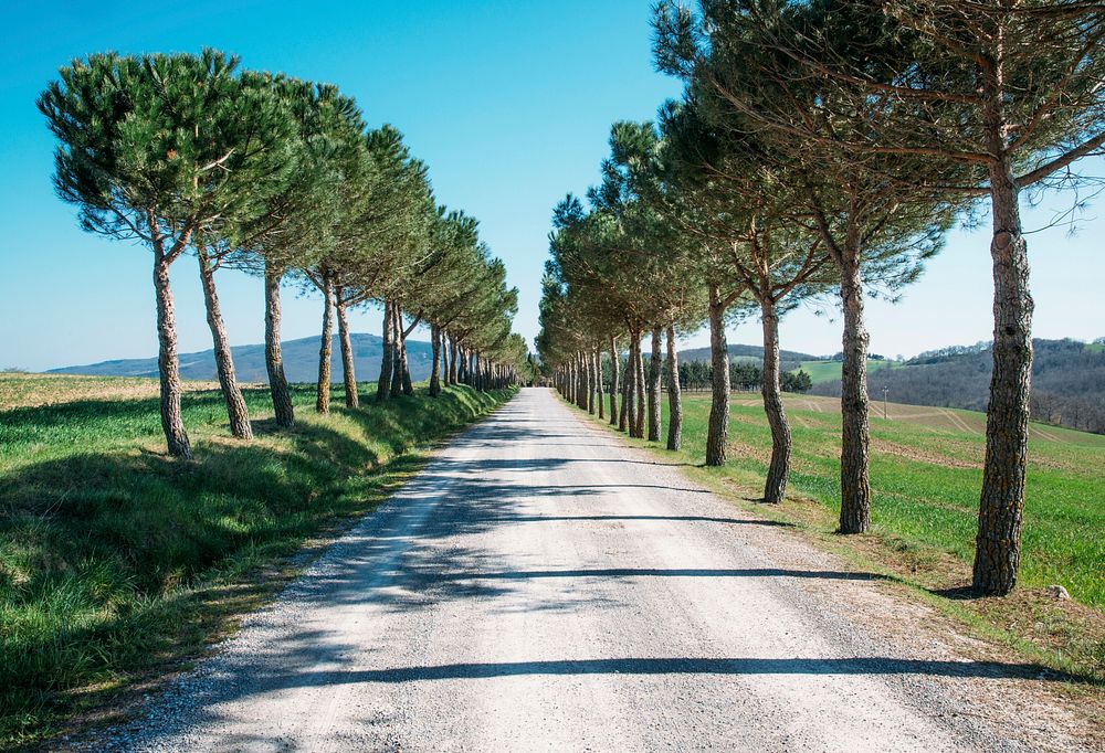 Path between rows of trees, free public domain CC0 photo