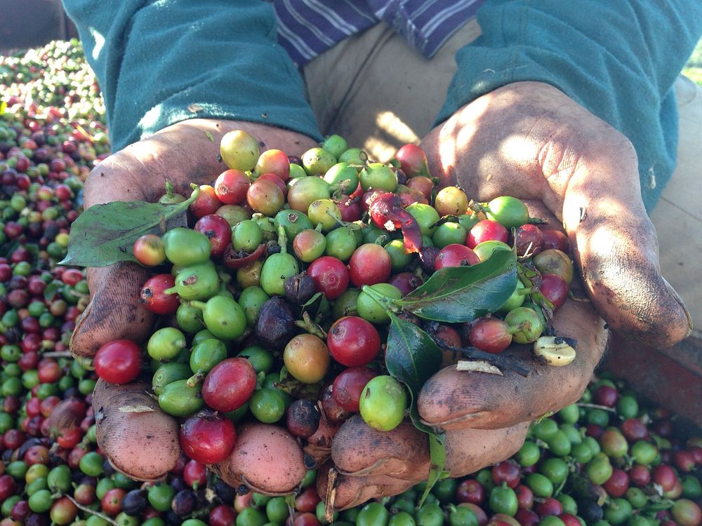 Free fresh raw coffee beans photo, public domain drink CC0 image.