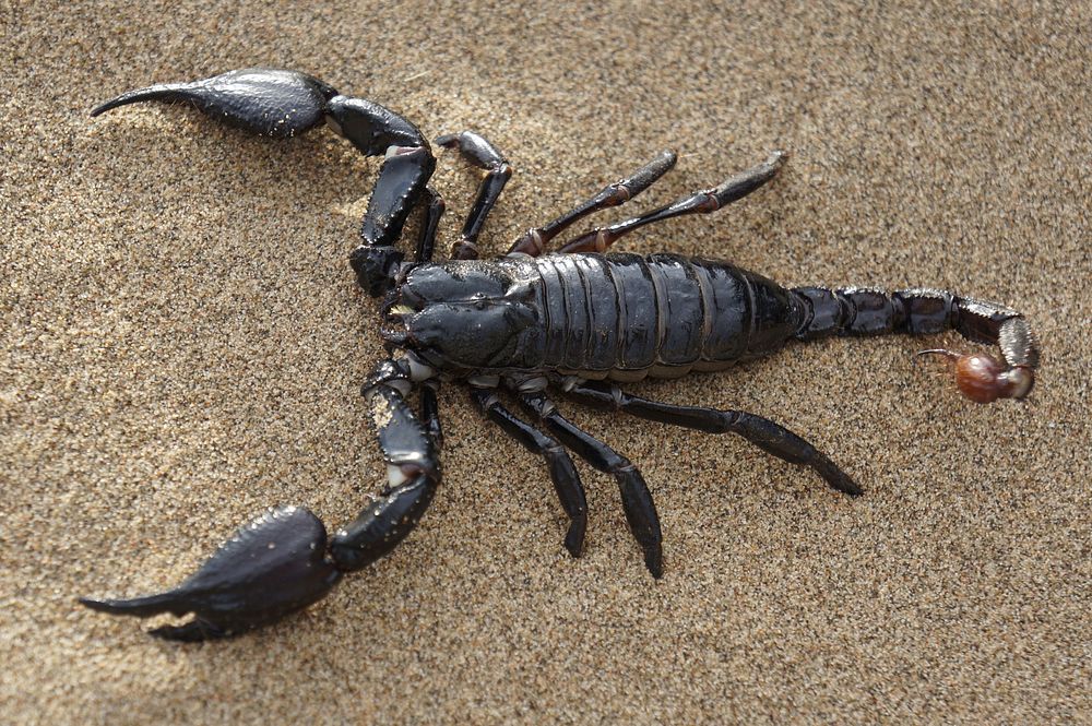 Free black scorpion image, public domain nature CC0 photo.