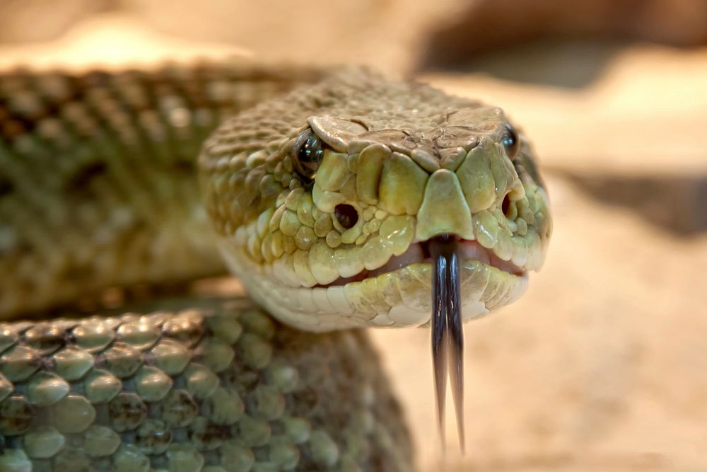 Free snake image, public domain animal CC0 photo.