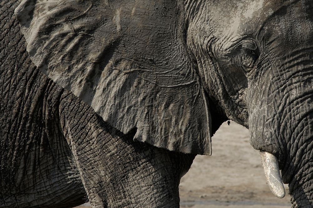 Free African elephant image, public domain wild animal CC0 photo.