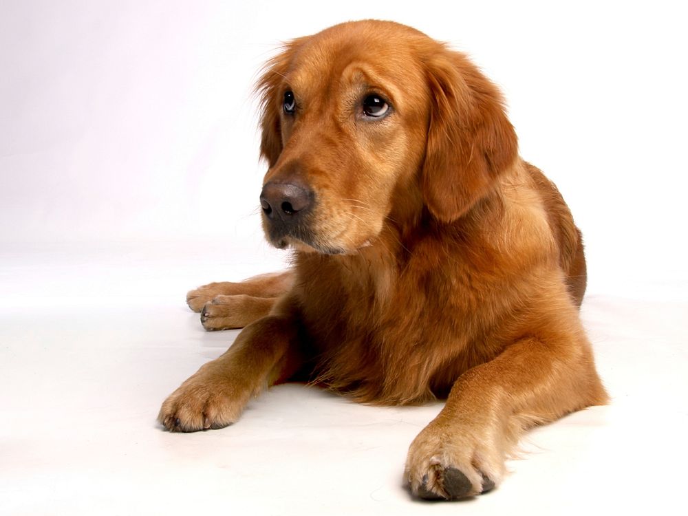 Free golden retriever dog image, public domain animal CC0 photo.