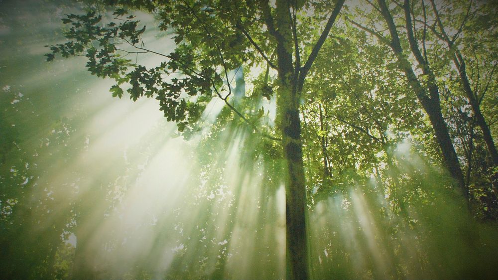 Light shining into misty woods, free public domain CC0 photo