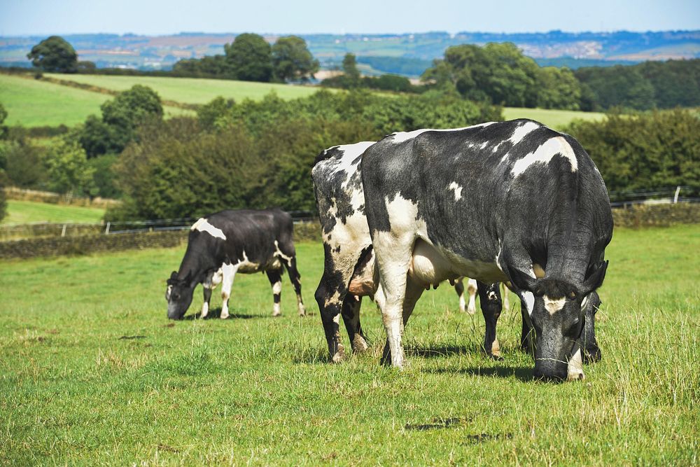 Free spotted cow eating grass image, public domain animal CC0 photo.