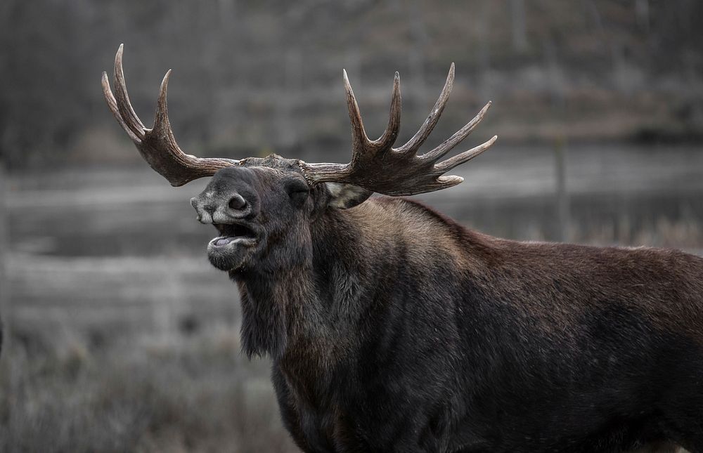 Free moose on meadow image, public domain CC0 photo.