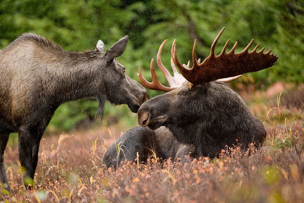 Free alaska moose image, public domain animal CC0 photo.