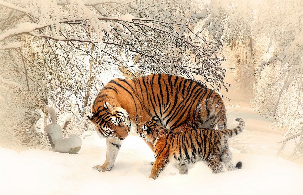 Free tiger family image, public domain wild animal CC0 photo.